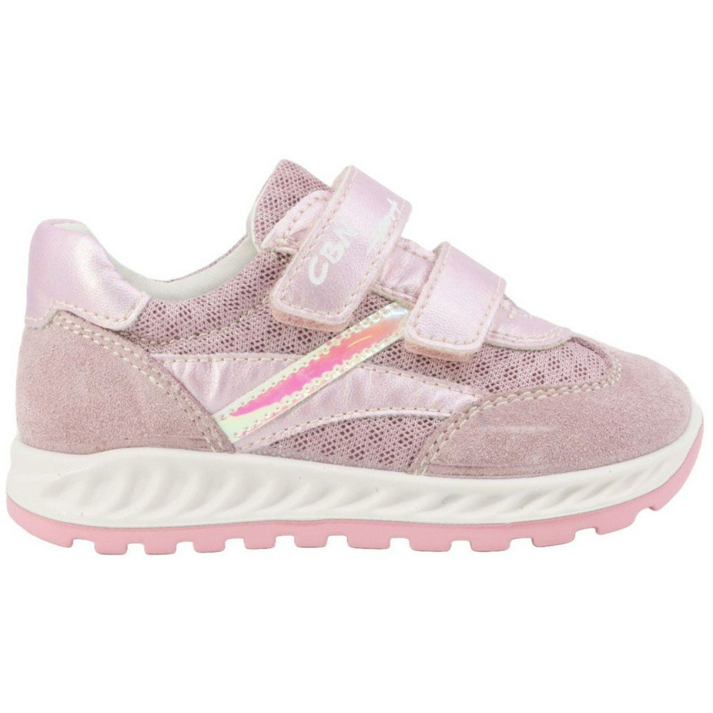 CICIBAN 368314 rose